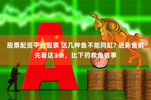 股票配资平台股票 这几种鱼不能同缸? 进新鱼前先看这3条，比下药救鱼省事