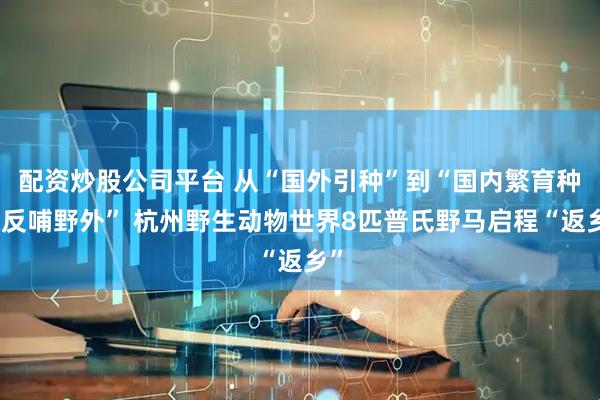 配资炒股公司平台 从“国外引种”到“国内繁育种群反哺野外” 杭州野生动物世界8匹普氏野马启程“返乡”