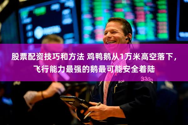 股票配资技巧和方法 鸡鸭鹅从1万米高空落下，飞行能力最强的鹅最可能安全着陆